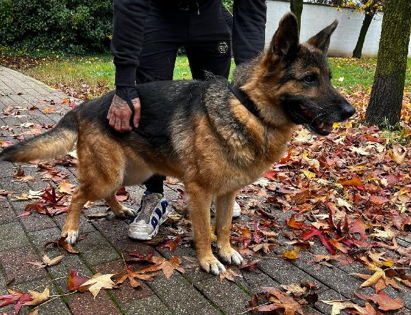 Federica Pastore Tedesco